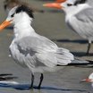 Royal Tern